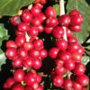 What the heck is cascara? coffee-fruit