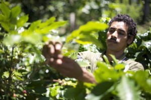 A coffee farmer picking the best coffee in the world!