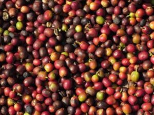 Coffee Cherries Drying