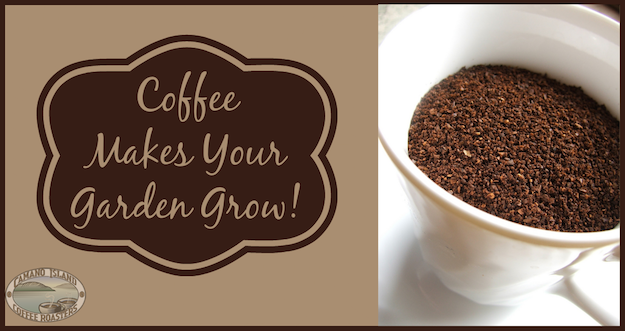 How To Reuse Old Coffee Grounds