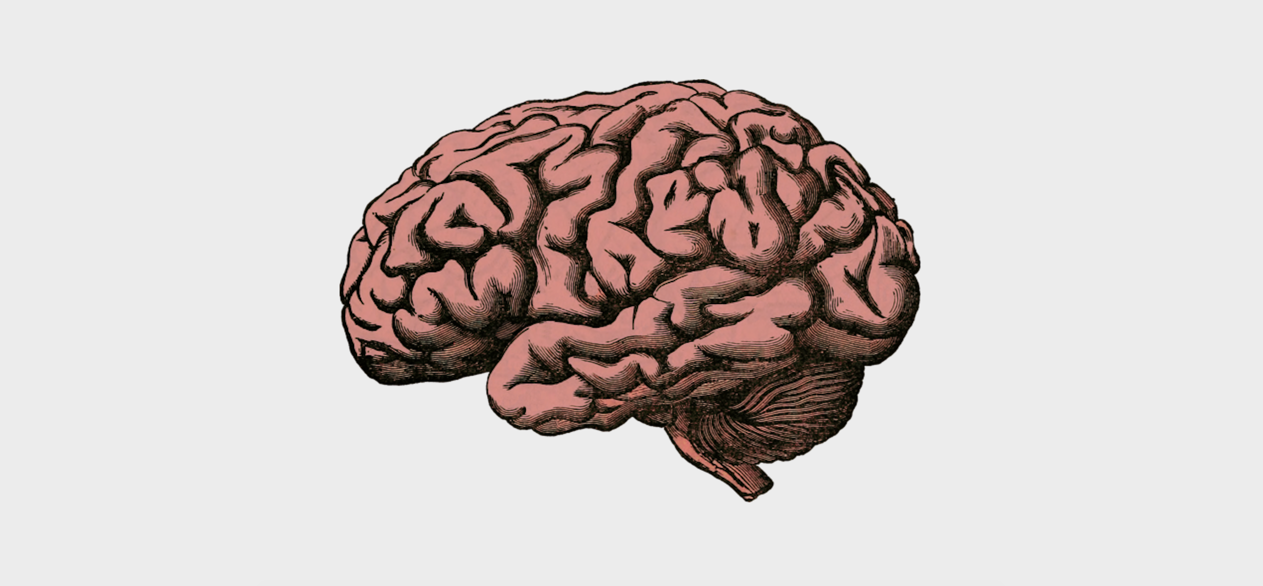 Все проходит через мозг. Мозг рисунок. Мозг картинка.
