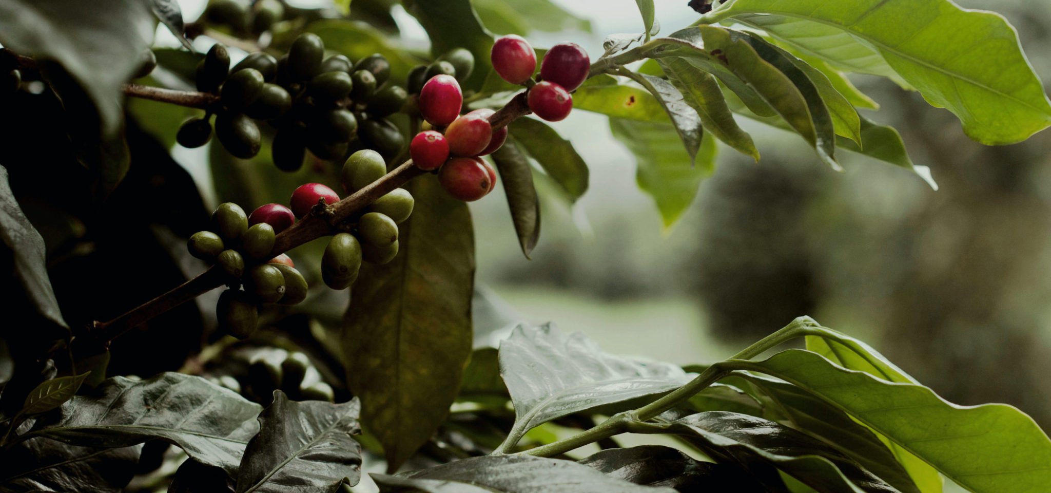 Honduras A Range Of Flavor Camano Island Coffee